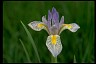 Rocky Mountain Iris - Book of Healthier Living 