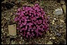 Pinks Book of Healthier Living Wildflowers