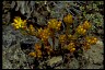  Book of Healthier Living Stonecrop IV