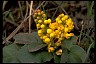  Book of Healthier Living OregonGrape