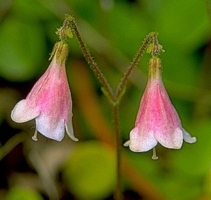  Book of Healthier Living Twinflower